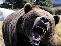 Медведь вырвался из клетки и растерзал 50-летнего жителя Пензенской области