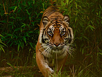 В Индии после полуторамесячной охоты уничтожен тигр-людоед