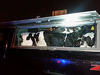 Полицейские арестовали банду похитителей скота