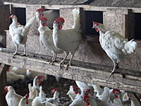 Из-за птичьего гриппа в кибуце Хефциба уничтожены десятки тысяч кур    