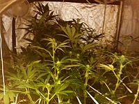 Операция по борьбе с наркотиками: марихуана в курятнике и метамфетамин в квартире 