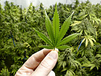 Ученый-ботаник задержан полицией по подозрению в выращивании марихуаны    