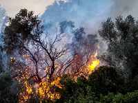 Огнем уничтожены 7500 дунамов леса и кустарника