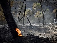 Новый пожар в Иерусалимских горах: огонь угрожает Маале а-Хамиша