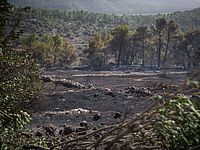В Вади-Ара начался лесной пожар