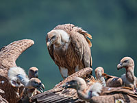 12 белоголовых сипов из Испании привезены в Израиль для спасения вида от исчезновения    