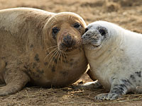 Множество тюленей-малышей родилось  в английском заповеднике Donna Nook