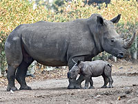 Переполох в "Сафари": бегемотам пришлось спасать носорога, попытавшегося отбить Керен Пелес у главы стада