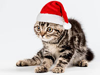 В эту субботу, 17 декабря, всех уже ждет Дед Мороз на выставке кошек "Новогодний Карнавал"