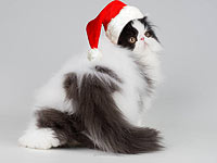 В эту субботу, 17 декабря, всех уже ждет Дед Мороз на выставке кошек "Новогодний Карнавал"