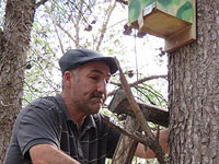 В лесах Израиля установлено множество "синичников" для борьбы с гусеницами соснового шелкопряда