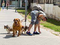 Кнессет одобрил повышение штрафа за неубранные собачьи экскременты в Тель-Авиве и Бат-Яме