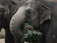В Берлинском зоопарке слонам подали "к столу" новогодние елки