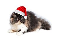 В Холоне пройдет праздничный фестиваль с кошками, Дедом Морозом и подарками 