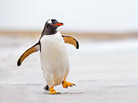 Пингвины ходят, перенося центр тяжести на ногу, которая в данный момент находится впереди