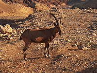 Медики "Сафари" спасли горного козла, съевшего 1,5 кг целлофана    