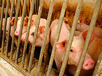 ЦАХАЛ потратил 230 тысяч шекелей на покупку свиней для тренировок врачей и военфельдшеров
