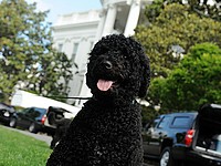 Собака Барака Обамы укусила за лицо посетительницу Белого дома