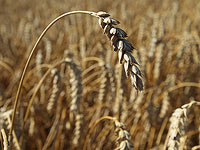 Археологи нашли в Китае семена пшеницы, возраст которых составляет около 3 тысяч лет