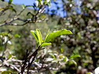 Листья с древних деревьев, самое ценное сырье для чая Пуэр