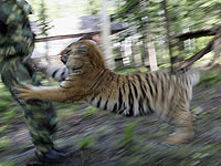 В Китае в зоопарке тигр задрал посетителя, который залез в вольер, чтобы не платить за вход