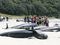 На побережье Новой Зеландии выбросились еще около 200 круглоголовых китов