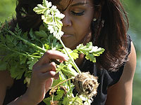 Мишель Обама в огороде возле Белого дома  