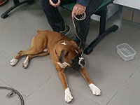 Полиция изъяла у хозяина пса, вокруг шеи которого была намотана колючая проволока  