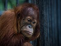 Трое индонезийских рабочих обвинены в том, что убили и съели орангутана