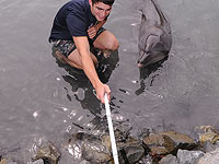 В Аргентине любители селфи до смерти "загладили" дельфиненка 