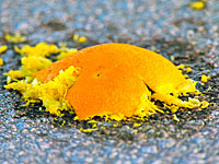 На 44-м шоссе образовалась пробка из-за рассыпавшихся апельсинов   