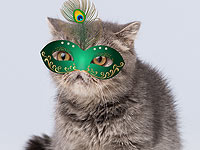 В эту субботу, 11 марта, звезда кошачьего мира экзотический котенок Маленький Принц приглашает вас на выставку кошек "Карнавал Пурим"