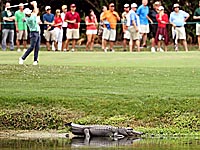 Американский гольфист выгнал аллигатора с поля