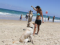 Ветеринары предупреждают: на пляжах Яффо, Бат-Яма и Ришон ле-Циона разбросаны отравленные сосиски
