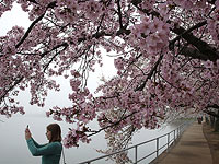 Штормам назло: цветение сакуры в Вашингтоне. Фоторепортаж