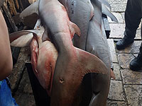В Старом городе Иерусалима задержан араб, привезший на продажу акул  