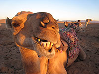 Горбатая красавица: в Саудовской Аравии проходит верблюжий конкурс красоты