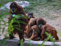 В рамат-ганском "Сафари" за месяц скончались две самки орангутанга