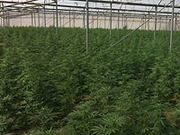 В районе Иерихона обнаружены теплицы с тысячами кустов марихуаны  