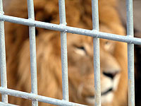 Спасены последние обитатели Мосульского зоопарка: Лола и Симба доставлены в Иорданию    