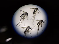 В Израиле обнаружен азиатский тигровый комар, являющий переносчиком вируса Зика    