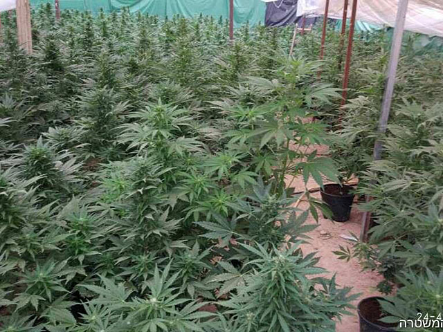 В бедуинском поселке в Негеве обнаружены 900 кустов марихуаны  