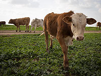 У коровы в Нижней Галилее выявлено бешенство