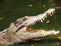 История про съеденного крокодилами пастора оказалась розыгрышем