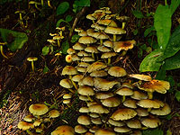 Ученые: галлюциногенные грибы - самый безопасный из рекреационных наркотиков