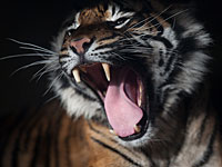В зоопарке в Великобритании тигр загрыз смотрительницу