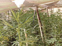 На полигонах ЦАХАЛа на юге страны обнаружены тысячи саженцев марихуаны