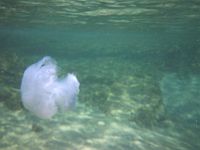 Начался летний "сезон медуз" около израильского побережья Средиземного моря