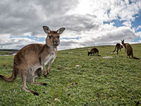 Штат Западная Австралия страдает от "бэйби-бума" среди кенгуру    
