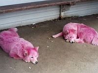 Около Геленджика волонтеры спасли "розовых" собак
